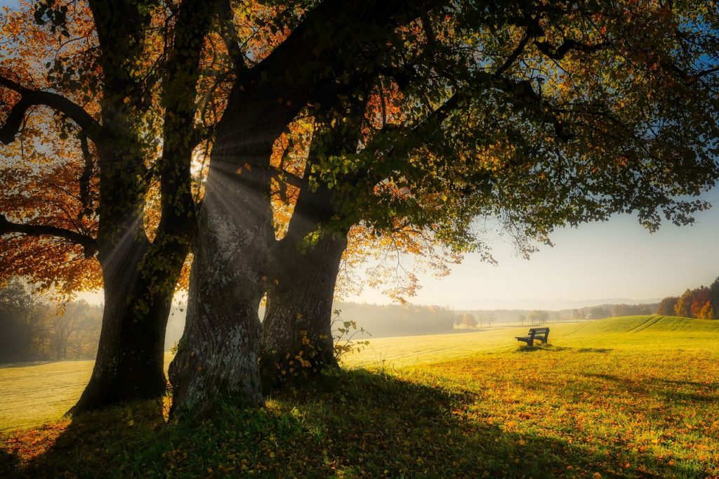Natur med öppet landskap.