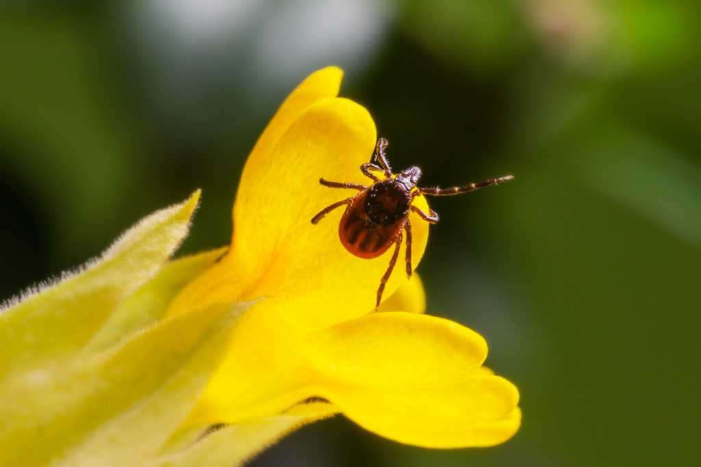 Gul blomma med fästing i närbild med grön bakgrund.