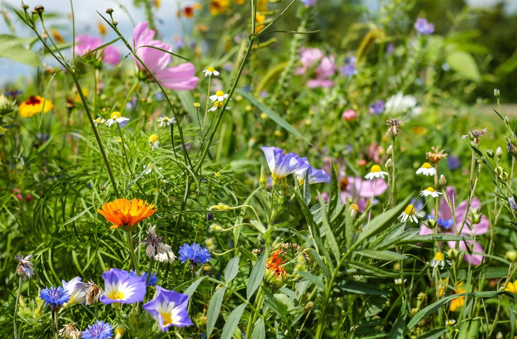 Sommarstängt på förbundskansliet